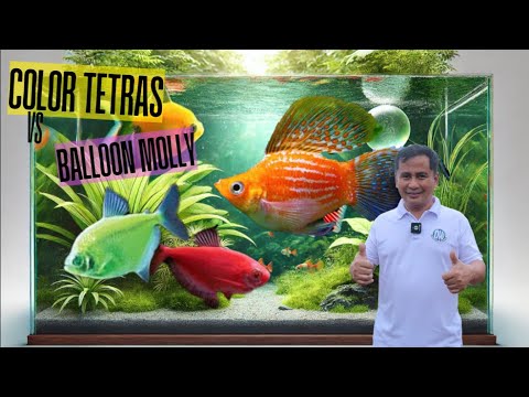 Color Tetras vs  Balloon molly: Breeding Differences Explained!