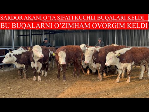 SARDOR AKANI SIFATI 100+100 BUQALARI KELDI NARXLARNI YAXSHI AUTISHDILAR