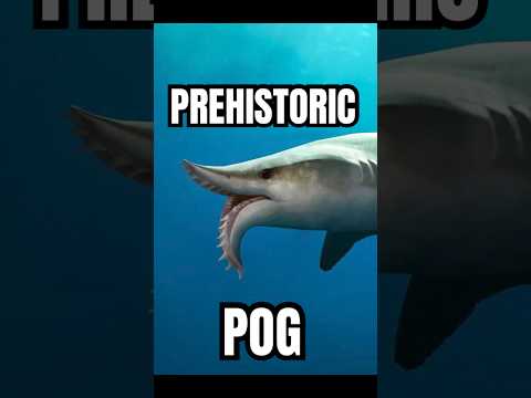 Sharks are ANCIENT