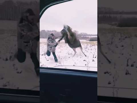 That’s Moosed up 🫎 #hunting #outdoors #nature #attack #wildlife #animals #wildhunting #moose