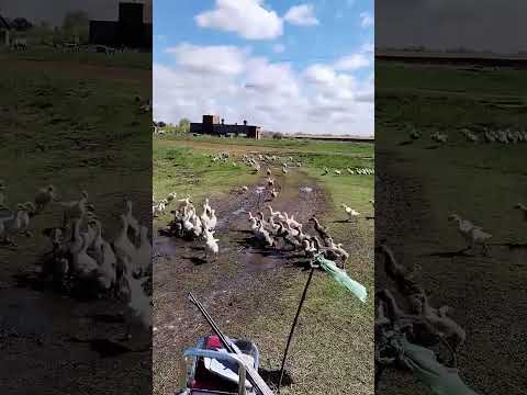 Тренировочный сбор #гусята #гуси#кыргызстан#утки#