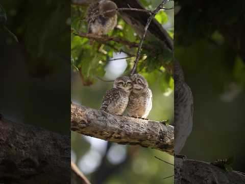 Cutest thing on the internet today! #viral #cutest #love #aarzookhurana #wildlife