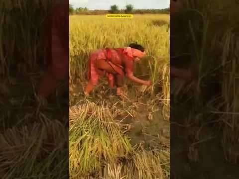 ফ্যামিলিতে পুরুষ লোক না থাকার কারণে এই বোনটি একাই কাজ করে #banglasarabarnaandbanjanbarna