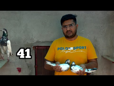 My favourite colour 41 Number