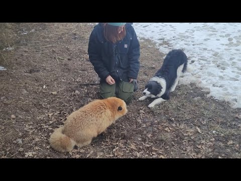 Finnegan fox doesn't want to be your friend!
