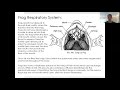 Frog Anatomy and Physiology Concepts