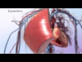 Understanding the Heart Wall