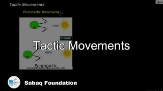 Tactic Movements