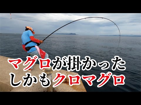 こんなことある！危険堤防でカゴ釣りしてたら【本マグロ】が釣れた