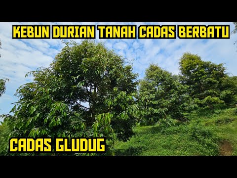 🟢🟢TENGOK KEBUN CADAS BERBATU DAN CADAS GLUDUG🌳🌳