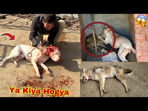 Jungle Janwar Sy Gabbar Badmash Ka Phadda Hogya๐ฑ