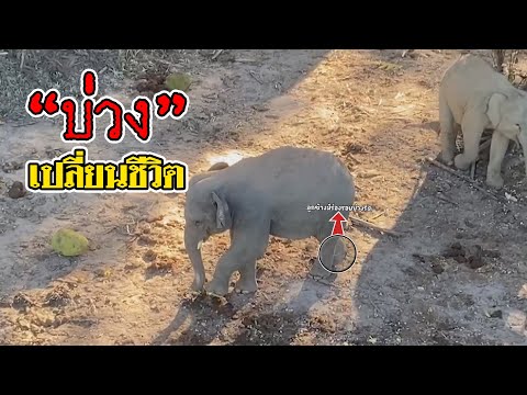 โชคดีที่บ่วงหลุดไปแล้ว ลูกช้างป่าตัวล่าสุดที่ได้รับรายงาน