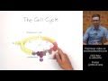 Cell Cycle Concepts and Phases