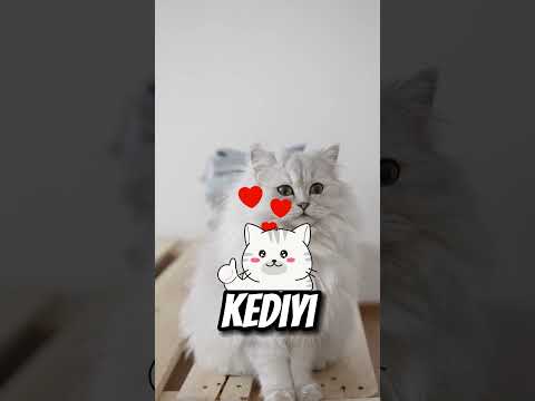 Bu KEDİ En Yakın DOSTUNU Kaybetti...😔💔