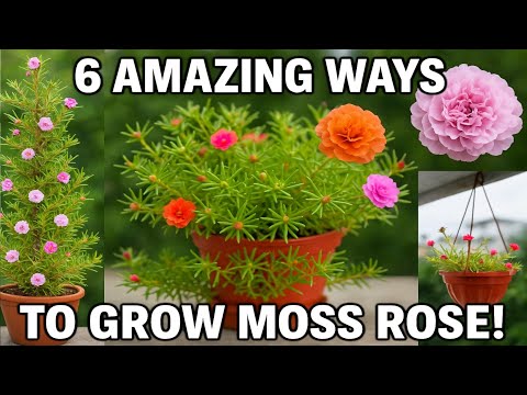 My 6 Smart ideas to grow portulaca | Moss rose plant hacks DIY