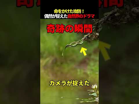 自然界の奇跡を収めた瞬間