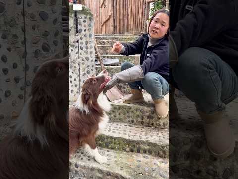 This Border Collie Went Wild and Bit Me! The Real Challenge of Raising a Crazy Dog! #short #dogcare
