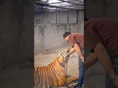 Tiger Wants to Bites On My Hand | Nouman Hassan