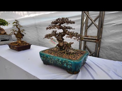 Dàn Bonsai mini tại Bắc Ninh 2025