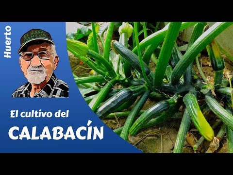 CALABACÍN: como sembrar y plantar calabacines fácilmente