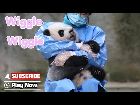 Fluffy Ji Xiao Can’t Stop Wiggling In Nanny’s Laps! | iPanda