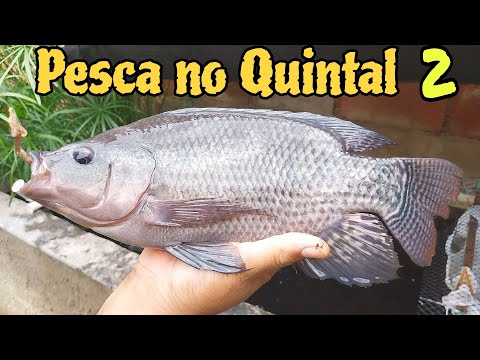 Ovos de codornas e Pescando no quintal