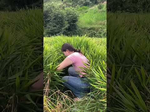 Pull up the ginger plant to get the root.