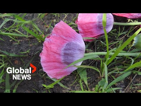 YouTube video thumbnail: Edmonton Police Seize 60,000 Opium Poppies From Rural Property, 2nd Largest Bust in Canadian History