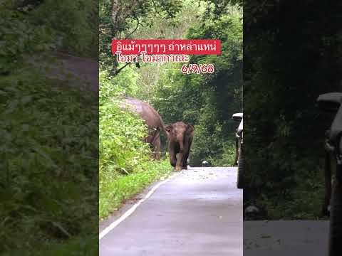 โอมา วิ่งหาแม่อย่างไว กลัวแม่หาย #ช้างเขาใหญ่ #elephant #animals