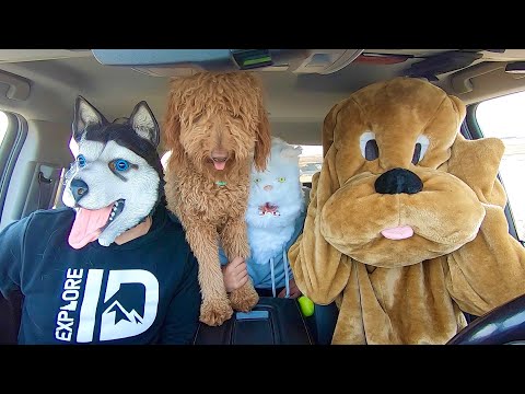 Husky Surprises Cat & Puppy With Funny Dancing Car Ride!
