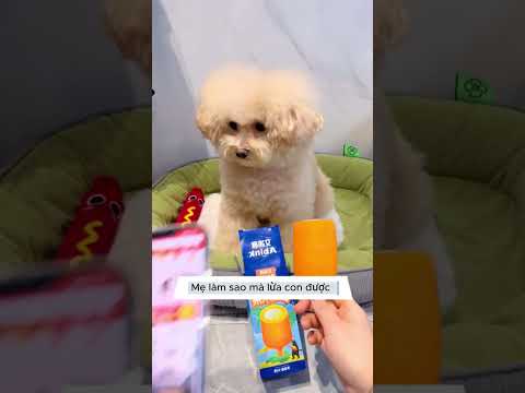 🐶con trai tôi đã 6 tuổi nhưng vẫn không dám ăm kem.#tiktok #pets #giaitri #funny