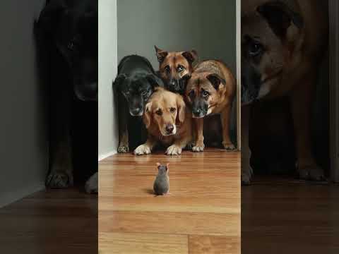 When You're Big… But the Mouse Is Bigger (Mentally)