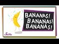 Banana Plant Biology and Genetics
