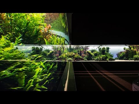 YouTube video thumbnail: An Aquatic Adventure Ends: Lisbon's Oceanarium to Close 'Forests Underwater' Exhibition