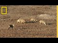 Coyote Attack Survival Strategies