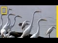 Cayman Lake and the Crocodilian Exodus