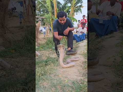 बांध पर खड़ा गेहूँवन सांप को चुपचाप पिछे से आकड़ पकड़ने का कोशिश कर दिया इस यूवक ने हाथ से #shorts