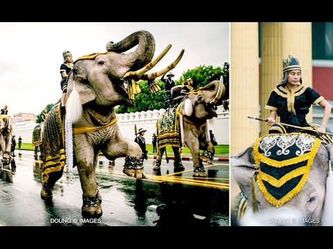 ซาบซึ้งงงง..!! ช้างงางาม 11 เชือก ชูงวงร้องกึกก้องแสดงความอาลัยในหลวง..