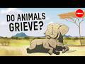 Animal Emotions and Grief Understanding