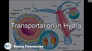 Transportation in Hydra