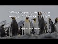 Understanding Birds: Flightless Wonders