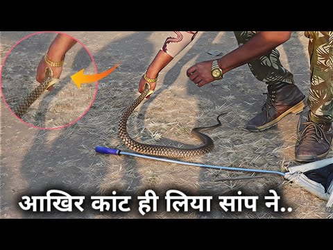 आखिर कांट ही लिया इस सांप ने, खतरनाक जहरीले सांप, This snake bite me, watch the full video