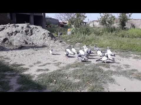 High flyer pigeons collection P5