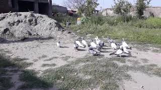 High flyer pigeons collection P5