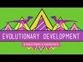 Understanding Evolutionary Developmental Biology