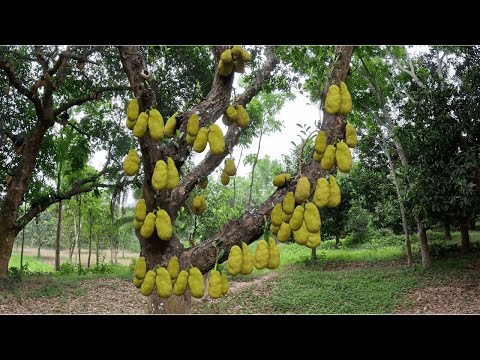 আমাদের কাঁঠাল বাগানে এবার প্রচুর ফল Our Jackfruit Garden