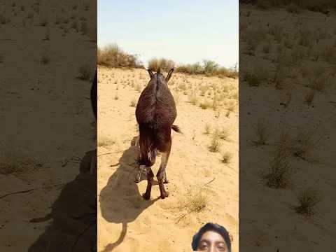 #animals #Pets #donkeys #goatlover24
