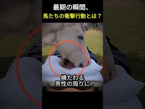 最期の瞬間、馬の衝撃の行動とは