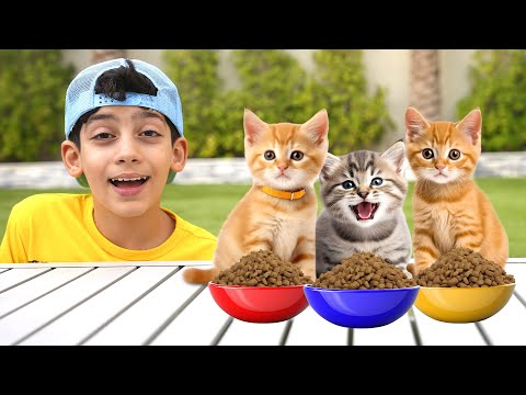 Jason Grooms Cats and Plays Hide & Seek with Kittens!