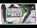 Running on Water: Science Behind the Basilisk Lizard